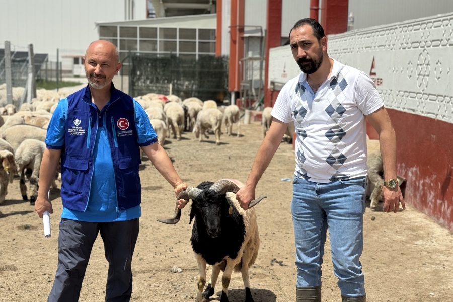 kurban , kurban bağışı, kurban eti dağıtımı, Cumhurbaşkanı Erdoğan’ın vekaletini TDV’ye verdiği kurbanlar Konya’da kesildi