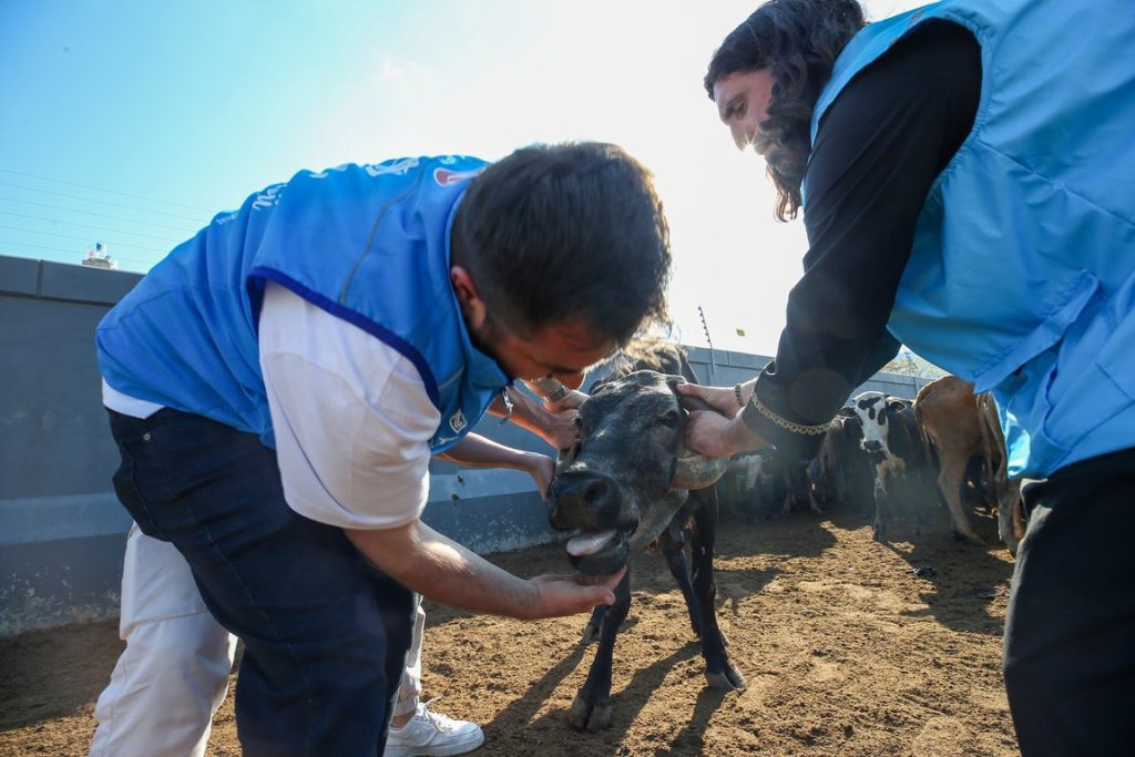 kurban , kurban bağışı, kurban eti dağıtımı, TDV ekipleri Mozambik'te kesilecek kurbanları kontrol etti