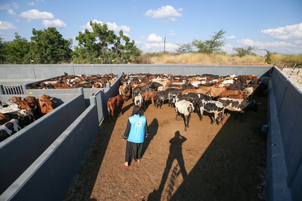 kurban , kurban bağışı, kurban eti dağıtımı, TDV ekipleri Mozambik'te kesilecek kurbanları kontrol etti
