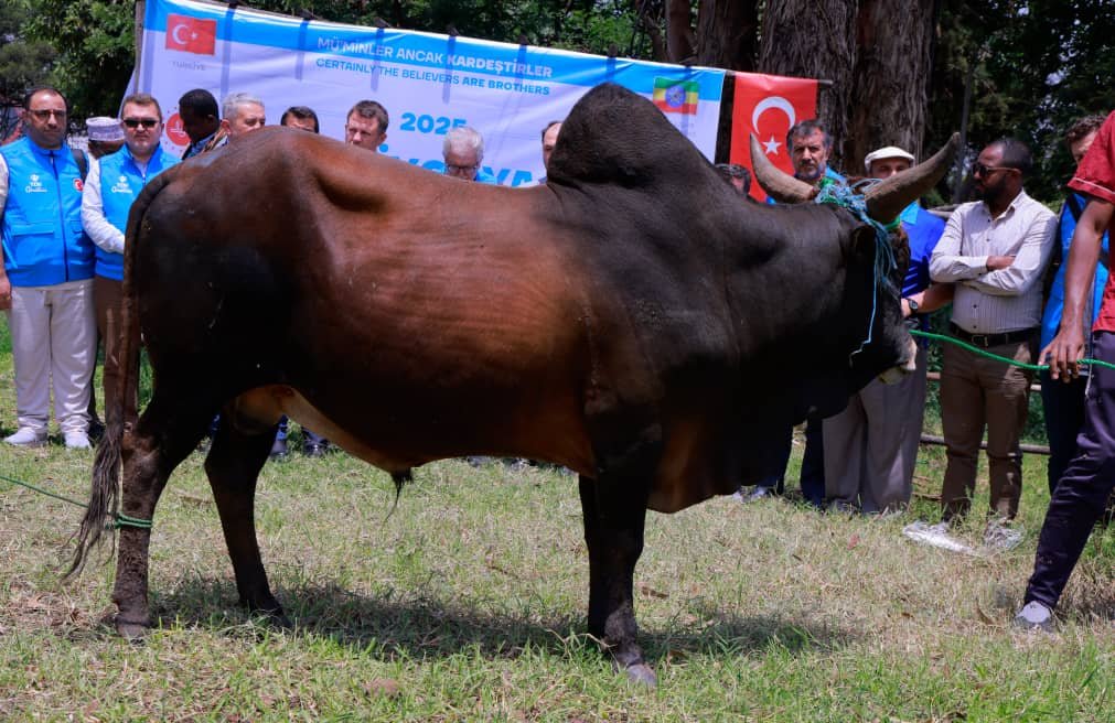 kurban , kurban bağışı, kurban eti dağıtımı, TDV Etiyopya’da vekaletle kurban programı bilgilendirme toplantısı gerçekleştirdi