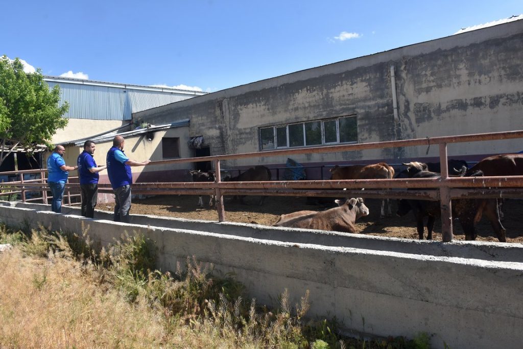 kurban , kurban bağışı, kurban eti dağıtımı, Türkiye Diyanet Vakfı, Togo'da 20 bin aileye kurban eti dağıtacak
