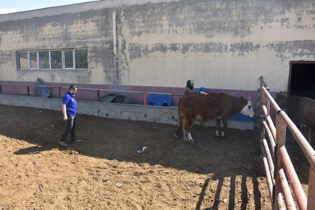 kurban , kurban bağışı, kurban eti dağıtımı, Türkiye Diyanet Vakfı, Togo'da 20 bin aileye kurban eti dağıtacak