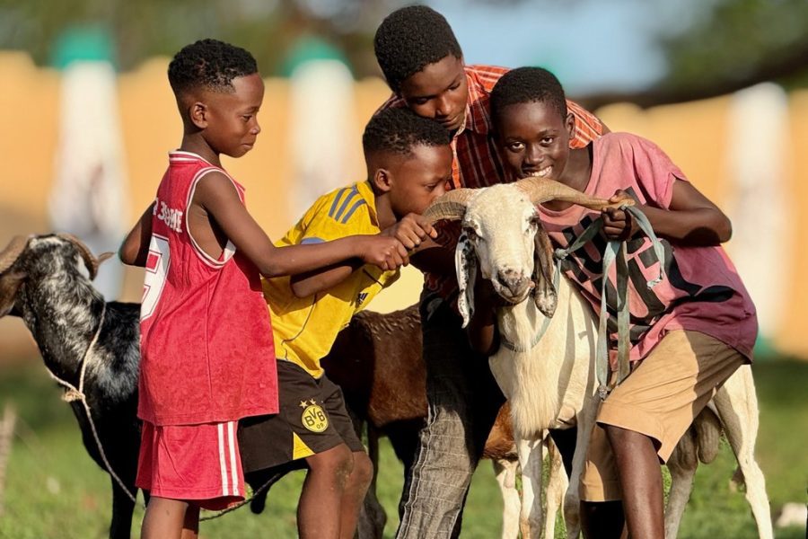 kurban , kurban bağışı, kurban eti dağıtımı, Türkiye Diyanet Vakfı, Togo'da 20 bin aileye kurban eti dağıtacak